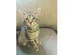 Doodle, Domestic Shorthair For Adoption In Springfield, Pennsylvania