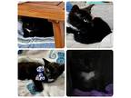 Liam, Domestic Shorthair For Adoption In Brick, New Jersey