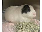 Papi, Guinea Pig For Adoption In New York, New York