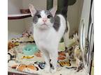 Haru, Domestic Shorthair For Adoption In Oceanside, California