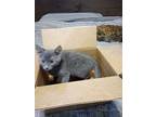 Sly, Russian Blue For Adoption In Miami, Oklahoma