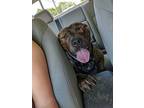 Goofy, American Pit Bull Terrier For Adoption In Louisville, Kentucky