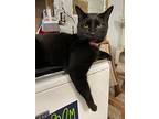 Shadowbox, Domestic Shorthair For Adoption In Crossville, Tennessee