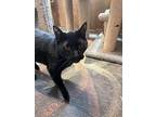 Loki, Domestic Shorthair For Adoption In Crossville, Tennessee