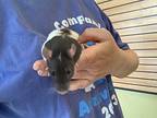 Little Gal, Rat For Adoption In Imperial Beach, California