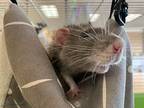 Martin, Rat For Adoption In Imperial Beach, California