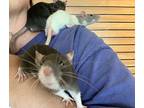 Socks (with Tip And Wallace), Rat For Adoption In Imperial Beach, California