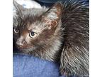 Kitten: Emmy Domestic Shorthair Kitten Female