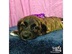 Zelda, Labrador Retriever For Adoption In Washington, District Of Columbia