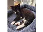 Cappuccino, Domestic Shorthair For Adoption In Youngsville, North Carolina