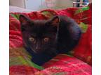 Espresso, Domestic Shorthair For Adoption In Youngsville, North Carolina
