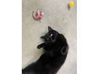 Nugget, Domestic Shorthair For Adoption In Nanaimo, British Columbia