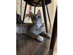 Pj And Stacey, American Shorthair For Adoption In Westwood, New Jersey
