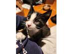 Parsley, Domestic Shorthair For Adoption In Pitman, New Jersey