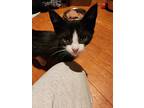 Sage, Domestic Shorthair For Adoption In Pitman, New Jersey