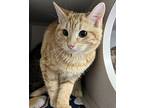 Castiel, Domestic Shorthair For Adoption In Sheboygan, Wisconsin