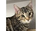 Bobby, Domestic Shorthair For Adoption In Sheboygan, Wisconsin