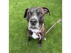 Adopt Camo a Pit Bull Terrier, Mixed Breed