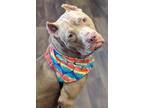 Adopt Georgie a Pit Bull Terrier, Mixed Breed