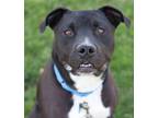 Adopt Oswald a Mixed Breed