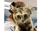 Zoe Domestic Shorthair Young Female