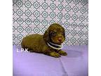 Dachshund Puppy for sale in Winnsboro, LA, USA