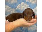 Dachshund Puppy for sale in Winnsboro, LA, USA