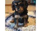 Cavalier King Charles Spaniel Puppy for sale in Whitefish Bay, WI, USA