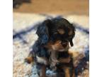 Cavalier King Charles Spaniel Puppy for sale in Whitefish Bay, WI, USA