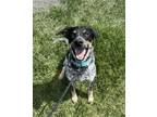 Adopt Toby a Australian Cattle Dog / Blue Heeler, Mixed Breed