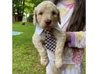 Goldendoodle Puppy for sale in Donalds, SC, USA