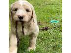 Goldendoodle Puppy for sale in Donalds, SC, USA
