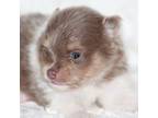 Pomeranian Puppy for sale in Shepherd, TX, USA