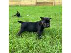 Cane Corso Puppy for sale in Chapmansboro, TN, USA