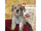 Schnauzer (Miniature) Puppy for sale in Shady Point, OK, USA