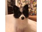 Pomeranian Puppy for sale in Saint Petersburg, FL, USA