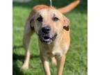 Adopt Miller - Stray Hold 5/25 a Mixed Breed