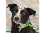 Adopt Everglade a Cattle Dog, Mixed Breed
