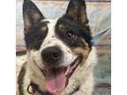 Adopt Yellowstone a Cattle Dog, Mixed Breed