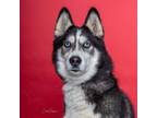 Adopt Koda a Siberian Husky