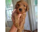 Goldendoodle Puppy for sale in Montevallo, AL, USA