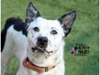 Adopt Tudor a Cattle Dog, Mixed Breed