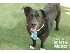 Adopt Odie Lee a Mixed Breed