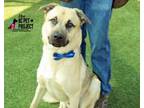 Adopt Ike a Shepherd, Mixed Breed