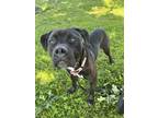 Adopt Maegor a Pit Bull Terrier, Mixed Breed