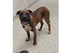 Adopt Marcus a Mixed Breed