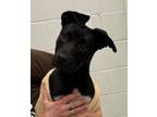 Adopt Inky a Mixed Breed