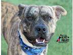 Adopt Burro a Pit Bull Terrier, Mixed Breed