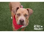 Adopt Ivanhoe a Pit Bull Terrier, Mixed Breed