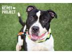 Adopt Nando a Pit Bull Terrier, Mixed Breed